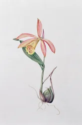 Pleione Zeus Wildstein